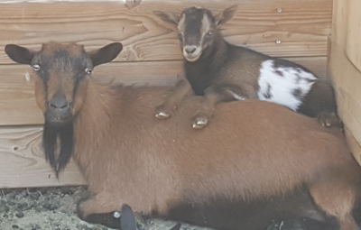 Mini Nubian goats for sale in nm